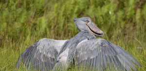 Bird Uganda Safaris