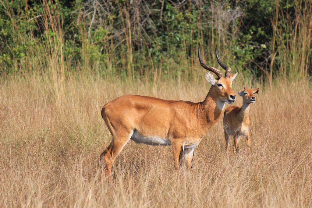 Kigezi Biota Tours